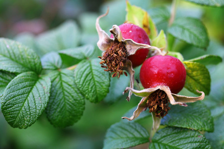 Red rose hips on a shrub. Rose hips are the fruits of rose hedgesの写真素材