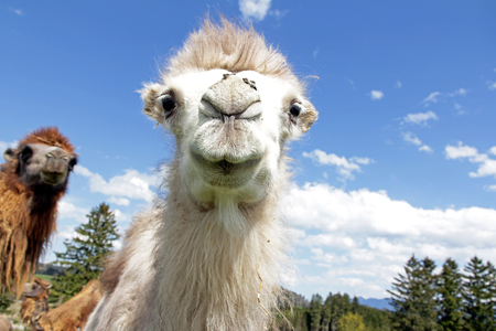 Wide-angle shot of a young white clumsy clot. A two-humped young camelの写真素材