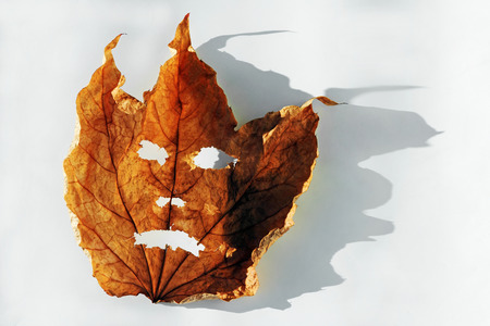 An eerie face in an autumn leaf. Halloween in autumnの写真素材