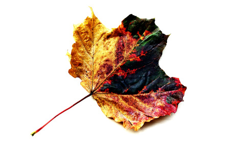 A colorful leaf on a light wood backgroundの写真素材