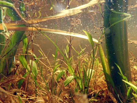 Underwater photo of a lake with underwater plantsの写真素材