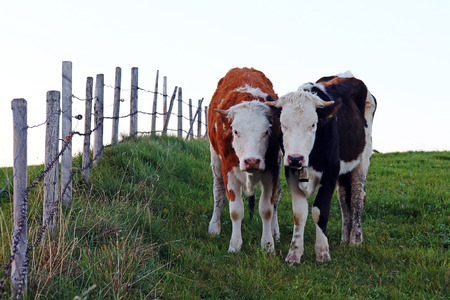 Two pretty young simmental cows with horns