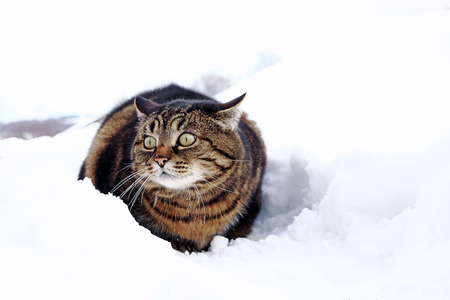 A small fat cat sits with a funny look in the snowの写真素材