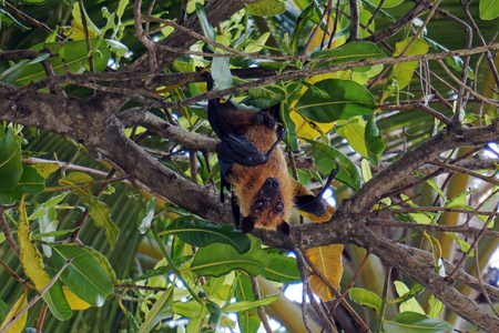 A male flying fox hangs upside down in a tree in asia. A flying dog in a treeの写真素材