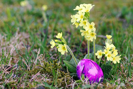 A pink easter egg between yellow primroses in the meadow. A colorful easter egg in the grass