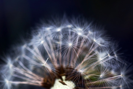 Close-up of a faded dandelion with flower seeds. Close-up of a dandelion with flower seeds.の写真素材