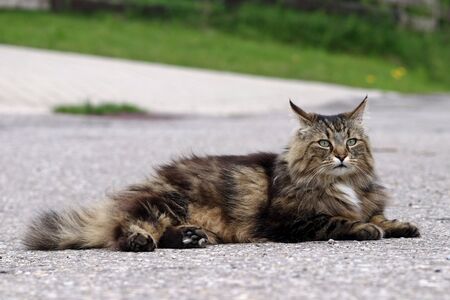 A Norwegian Forest Cat sitting on the road.