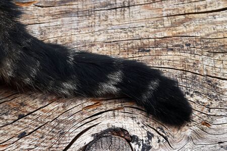 The tail of a black-brown cat on a wooden surfaceの写真素材