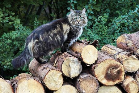 A Norwegian Forest Cat sits on a stack of firewood. Logs with catの写真素材