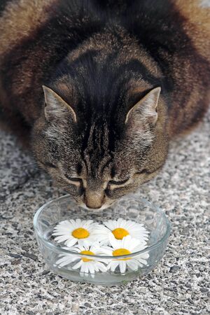 Is vegetarian food suitable for cats? Vegan cat foodの写真素材