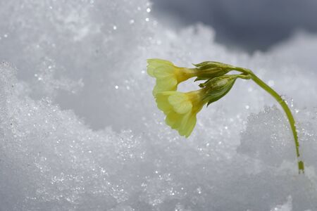 A yellow primrose in the snow. Snowfall in springの写真素材