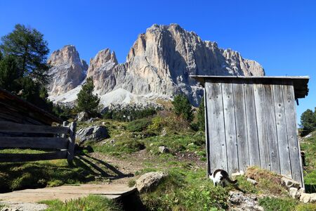 A black and white cat in the mountains of the Dolomites in South Tyrolの写真素材