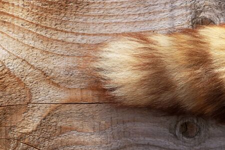 A foxtail on a wooden background. The tail of an animal