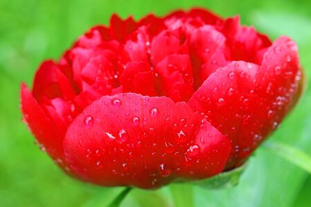 A red flower of a peony with raindrops and green backgroundの写真素材