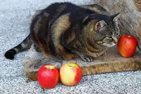 A cute little fat cat with three apples on a wooden backgroundの写真素材