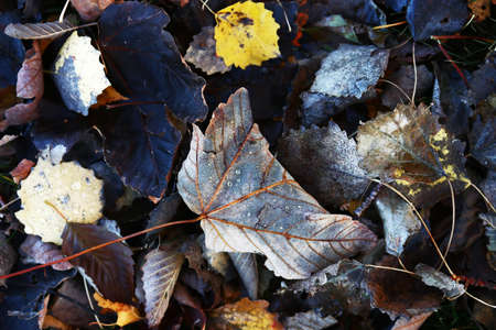 Black and yellow autumn leaves with raindrops on the ground