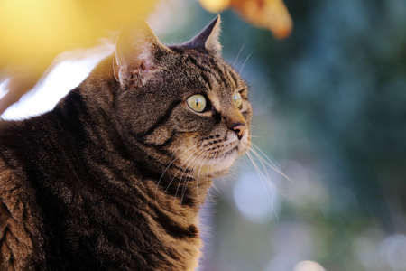 The face of a pretty curious cat under autumn leaves in the gardenの写真素材