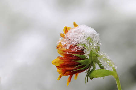 A flower with snowflakes during a snowfall in autumnの写真素材