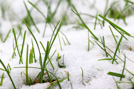 Snowfall in autumn on the grass in the gardenの写真素材