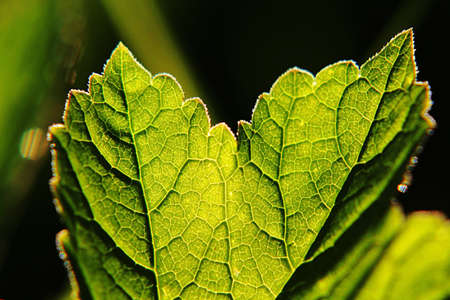 Close up of a plant leaf backlit