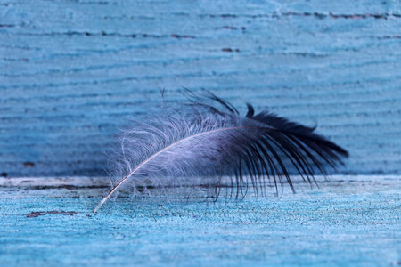 Close up of black and white feather on blue wooden backgroundの写真素材