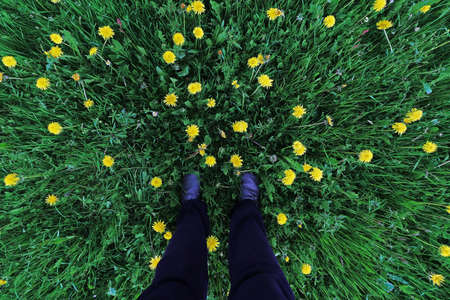 Wide angle shot of woman standing in flowering dandelion meadowの写真素材