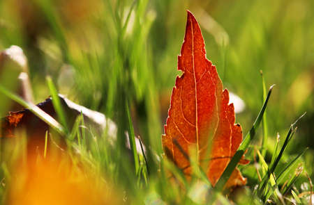 A red autumn leaf in a meadow between blades of grassの写真素材