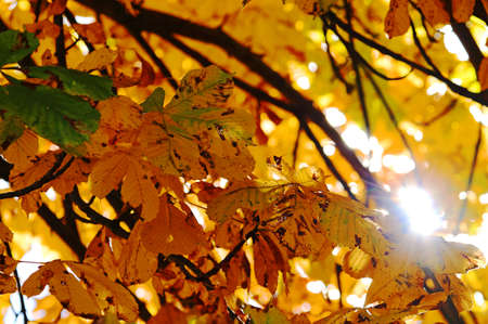 Yellow colored leaves of chestnut tree in autumn back lightの写真素材