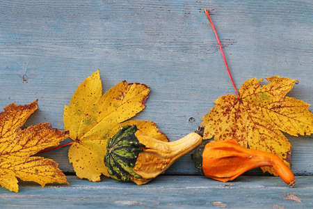 Colorful pumpkins autumn leaves on a blue weathered wooden backgroundの写真素材