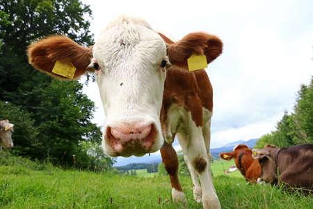 A Simmental calf in summer on a pasture in Bavariaの写真素材