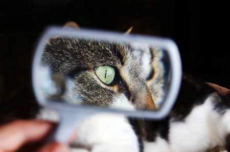 Funny cat photo. A cat is looked at through a magnifying glass