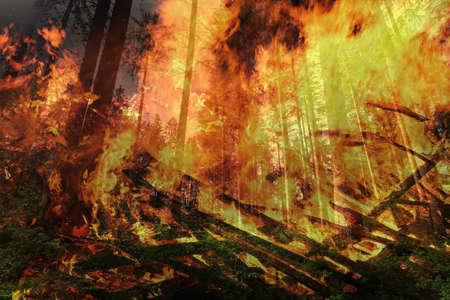 Danger of forest fire during severe droughtの写真素材