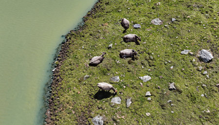 Aerial drone shot of Tyrolean gray cattle in mountain next to lakeの写真素材