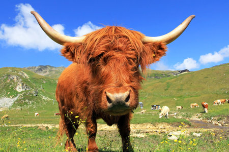 Scottish highland cattle with big horns in mountainsの写真素材