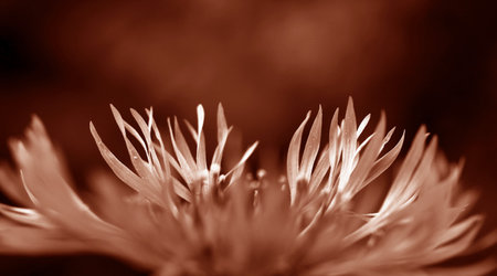 Close-up of the petals of a cornflower in Peach Fuzzの写真素材