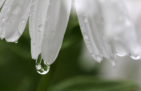 Close-up of the petals of a magerite with raindropsの写真素材