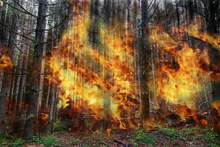 Danger of forest fires in severe drought due to hot weatherの写真素材