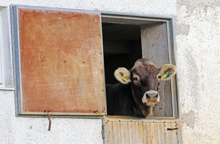 A curious cow looks out of the window of her barnの写真素材