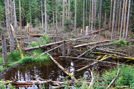 Broken dead trees in a forest in Bavaria, caused by the bark beetleの写真素材