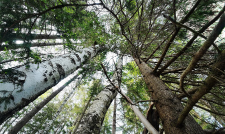 Wide-angle shot of the crowns of a forest with birches and spruces