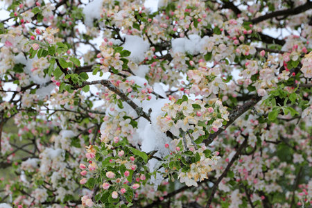 Apple blossoms with snowflakes and icicles. Cold weather in spring causes fruit blossoms to freeze.の写真素材