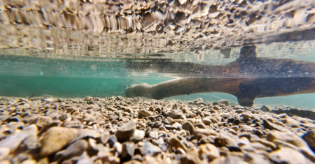 Underwater shot of clear water with tree trunk and reflection