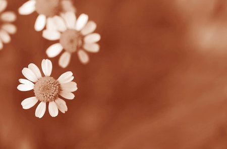 Close-up of blurry small flowers in Peach Fuzzの写真素材