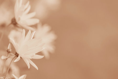 Close-up of small daisiesの写真素材