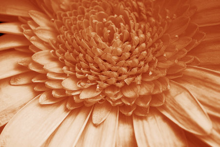 Close-up of the petals of a gerbera flower in Peach Fuzzの写真素材