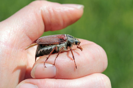 A cockchafer on the hand of a woman