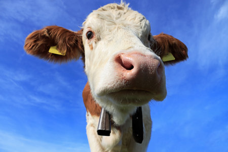 Funny wide-angle photo of a young Simmental calf against the blue skyの写真素材