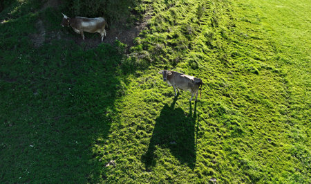 Drone image of dairy cows with large shadows in a meadow in Bavariaの写真素材
