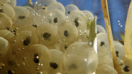 Underwater close-up of a frogspawn in a lake