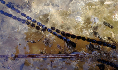Underwater close-up of a spawning line of toads in a lake